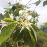 Grewia bracteata Roth